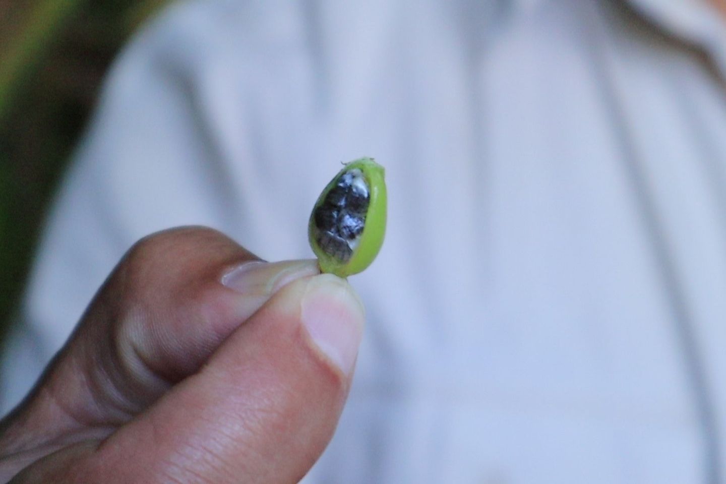 A Guatemalan producer hold up a Cardamom plant, part of the country's exporting success.