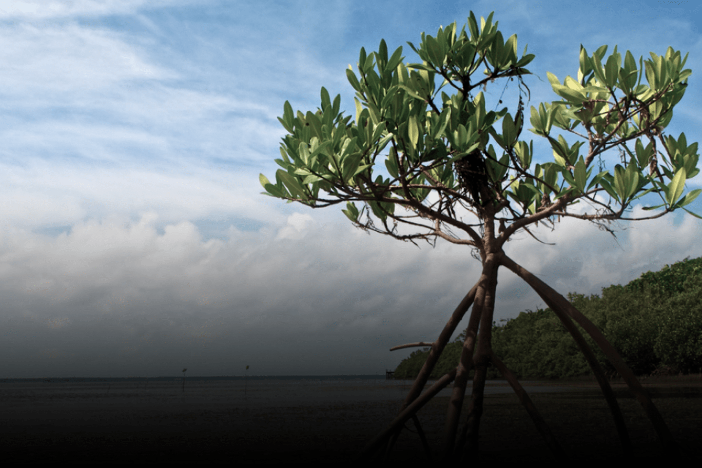 How do blue bonds, biodiversity credits, and debt swaps foster mobilization for resilience and conservation?