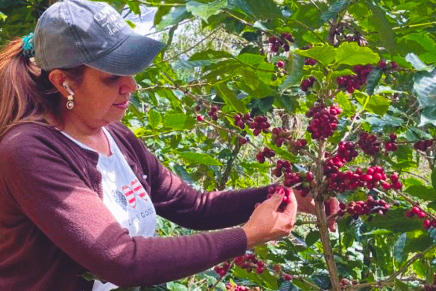 woman collecting coffee beans