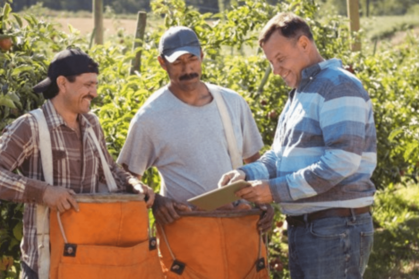 Migrants working in the field 