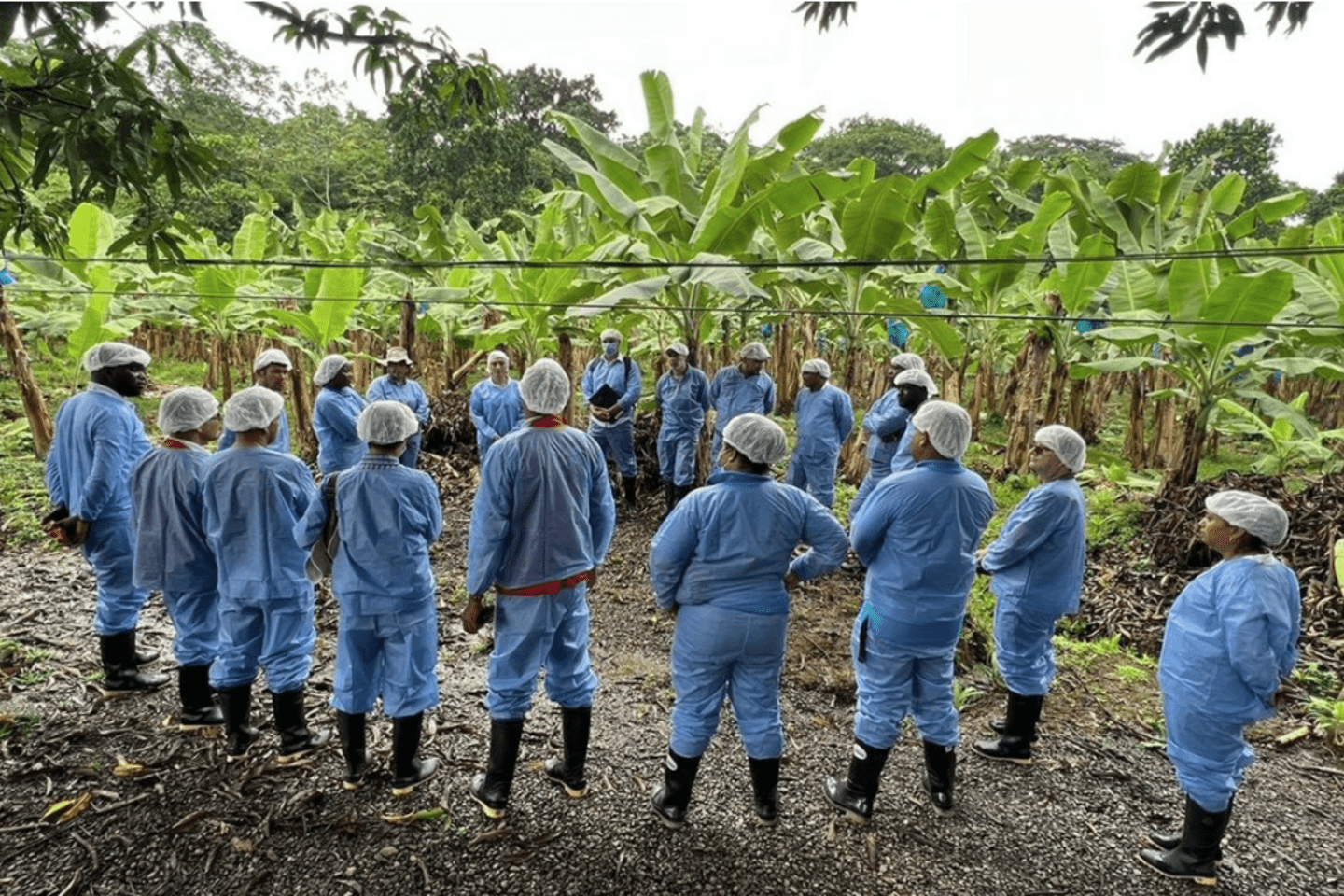 Grupo de personas en simulacro de fusarium