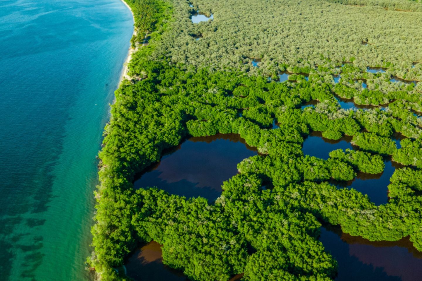 Vista aérea de los bosques de manglares y el mar Caribe en Rincón del Mar, Sucre, Colombia, resaltando la belleza natural y la biodiversidad de la región