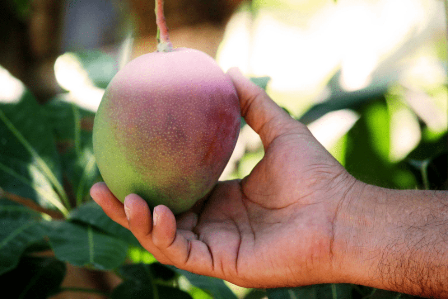 Mango colgando de un árbol