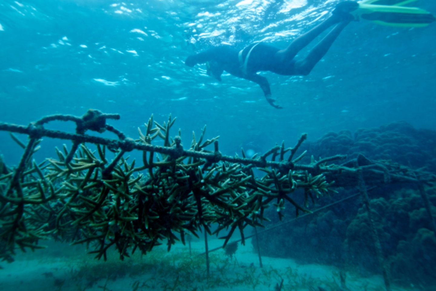 coral reefs