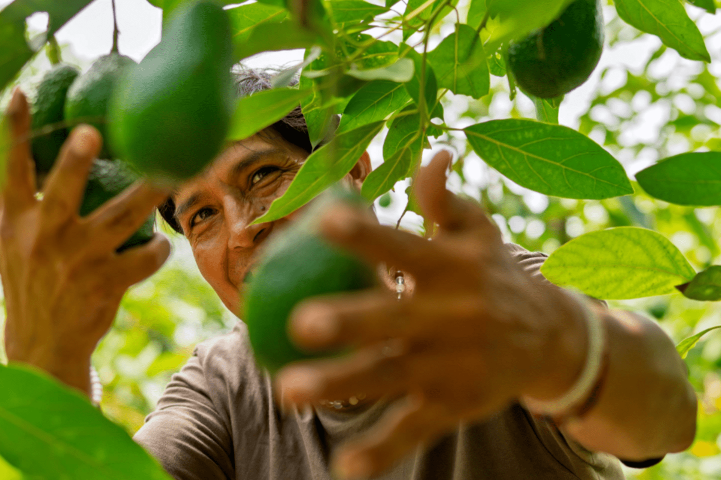 Blog post Qué limita la efectividad de las políticas agropecuarias en América Latina y el Caribe? Claves para potenciar la productividad