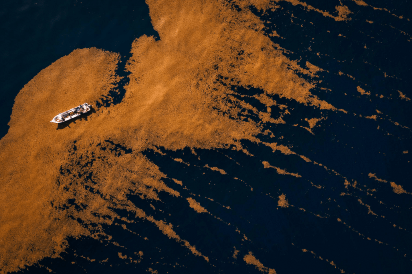 crucero sargazo desde arriba