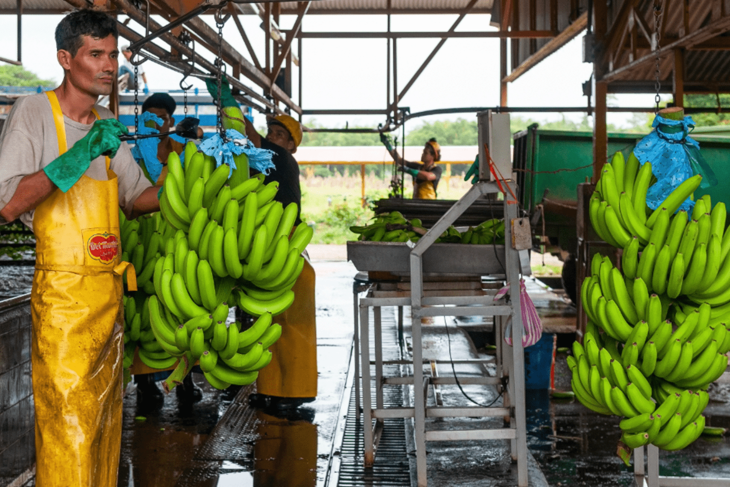 Blog Cómo proteger el banano frente a una amenaza invisible con tecnología y cooperación regional 