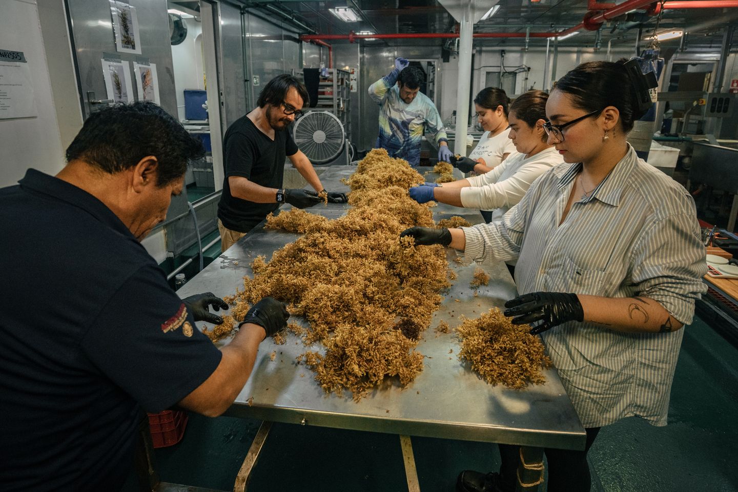 A True Sargassum Industry Is Possible. It Begins With Public Investment.