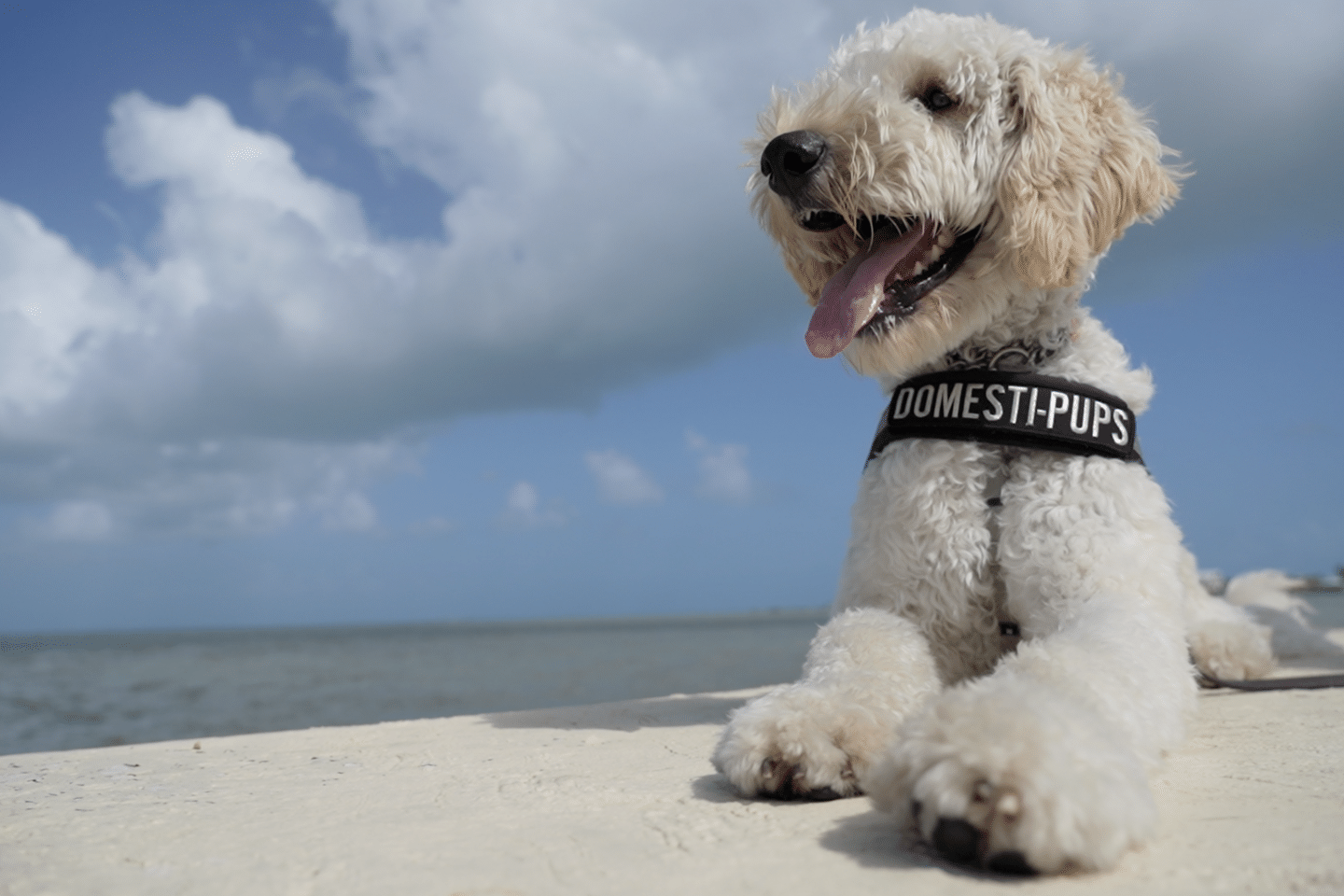 Dog in service