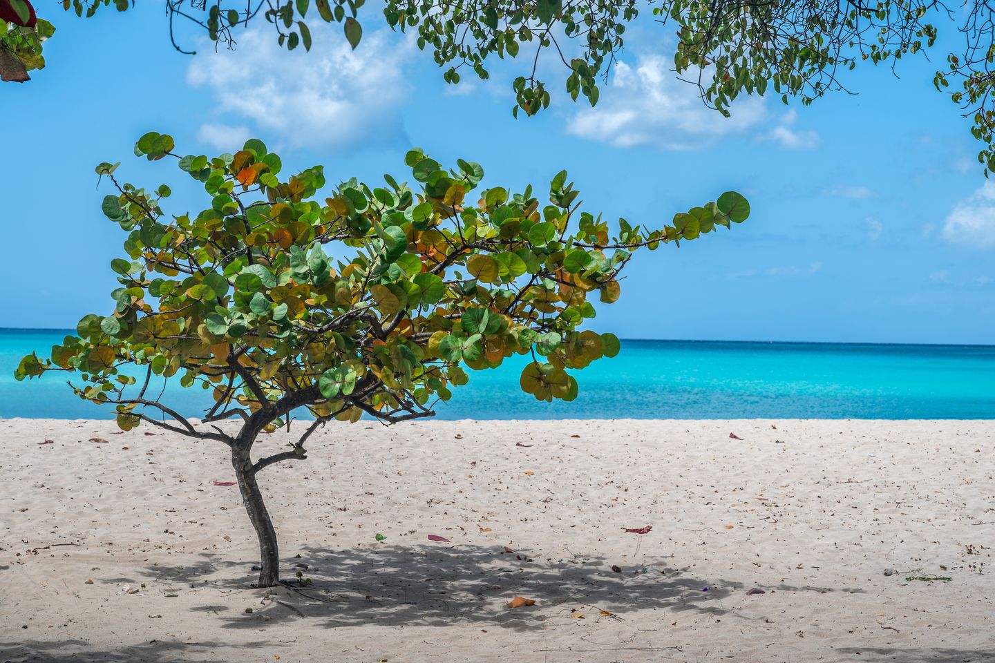 A leafy tree on a white sandy beach beside clear turquoise water under a blue sky.