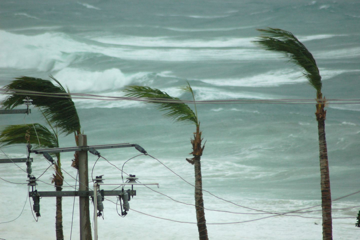 Palm trees and power lines exposed to strong winds and rough seas during a tropical storm.