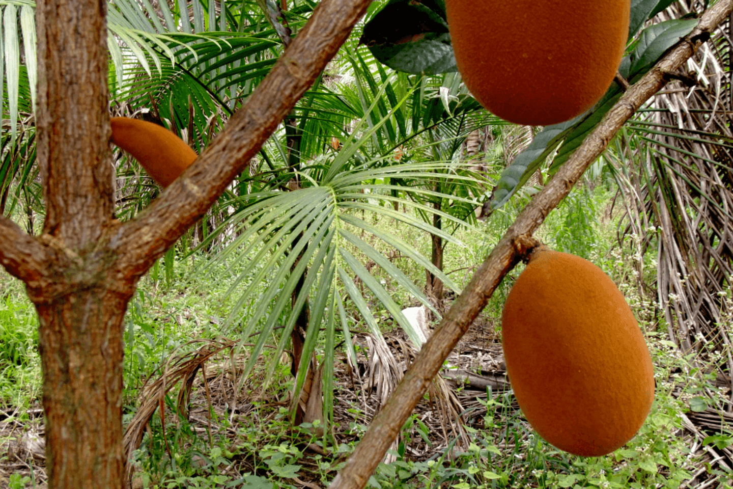 2021-11-BID-LinkedIn-1200-x-627