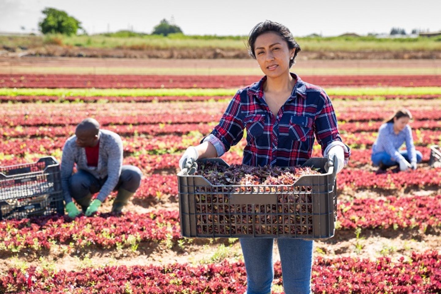 Satisfied Hispanic female farmer with box of red lettuce