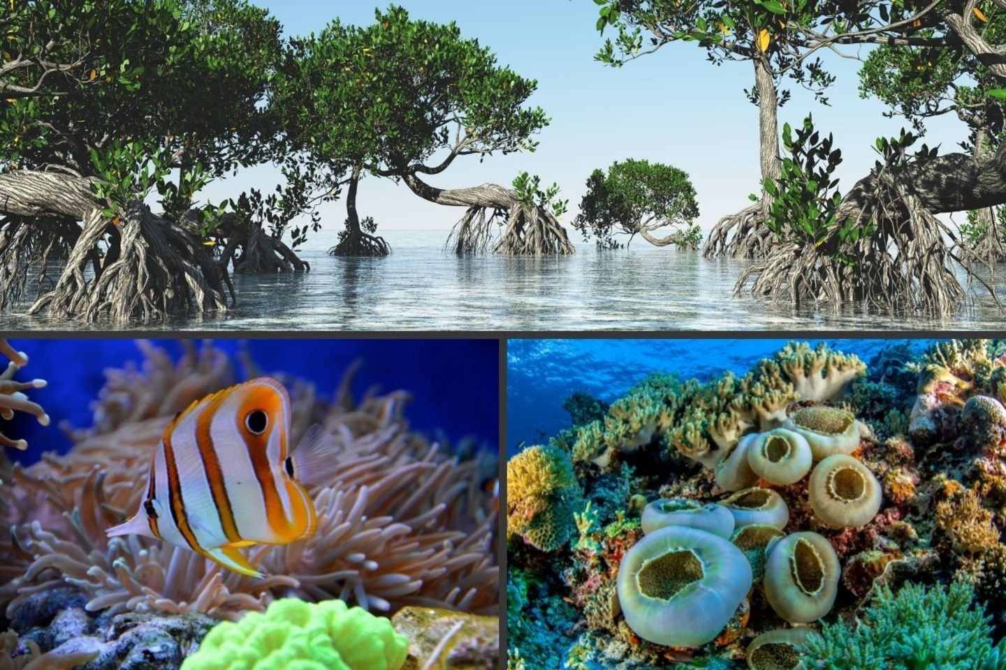 Manglares y arrecifes de coral