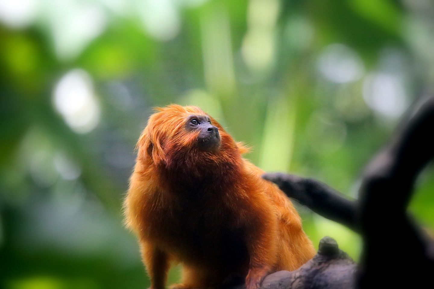 Brazilian monkey