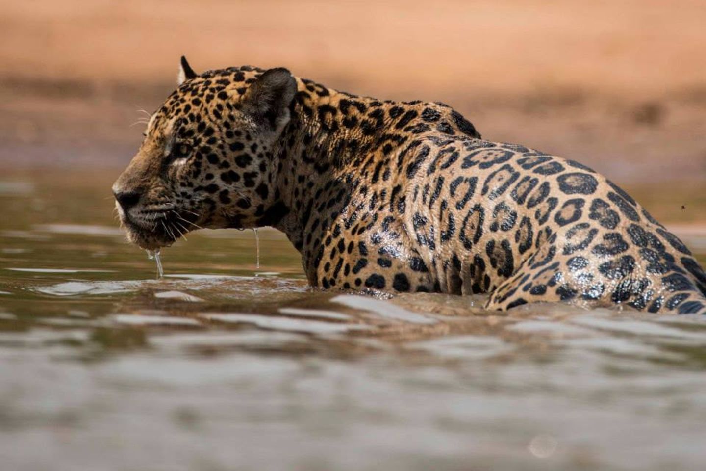 CCS_GrahamWatkins_Jaguar