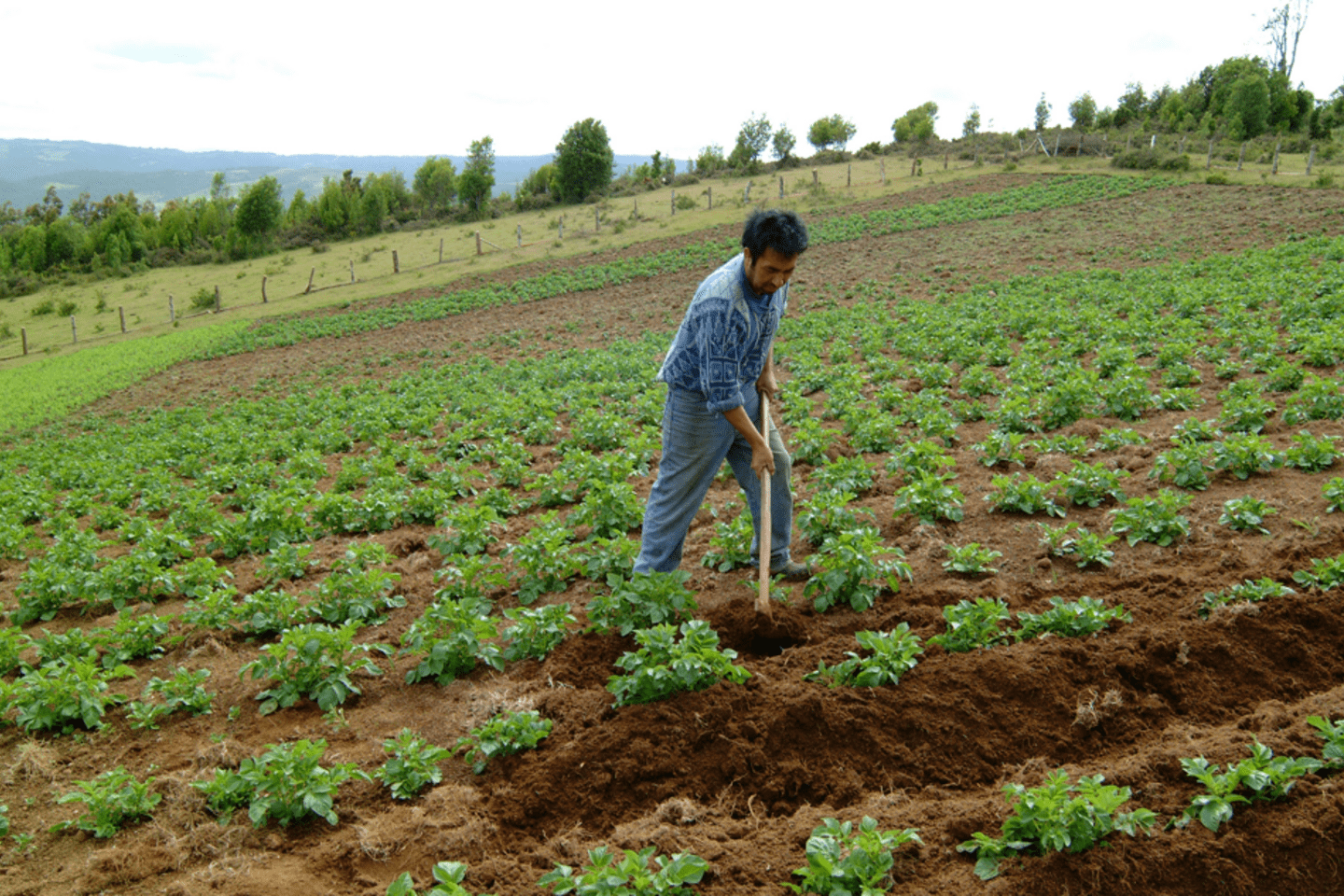 Productividad agricola América Latina
