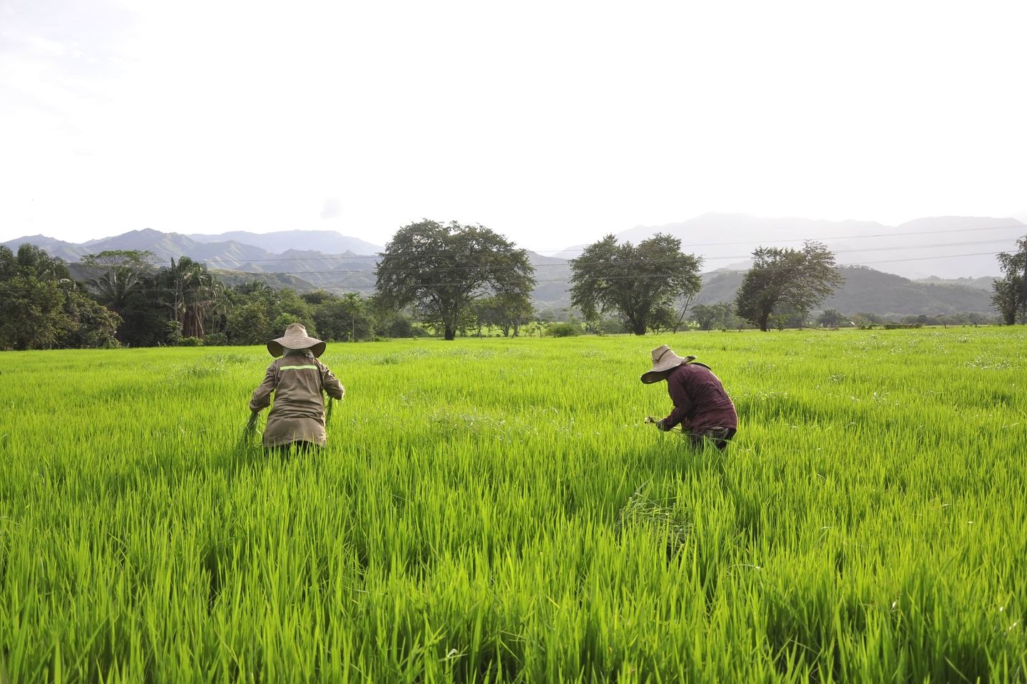 Fedearroz Colombia-min