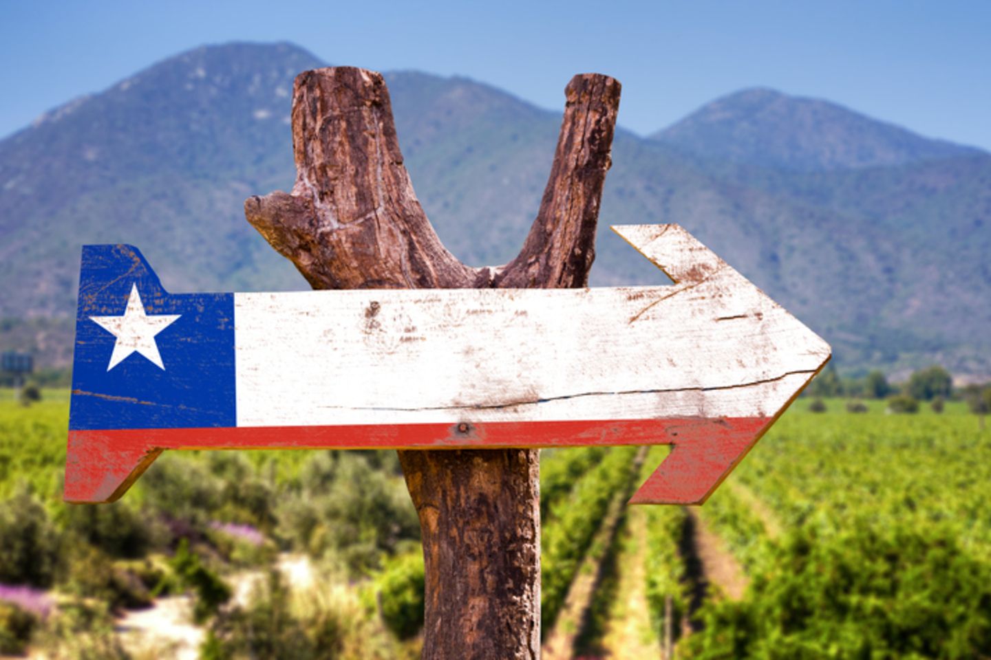 Chile Flag wooden sign with winery background