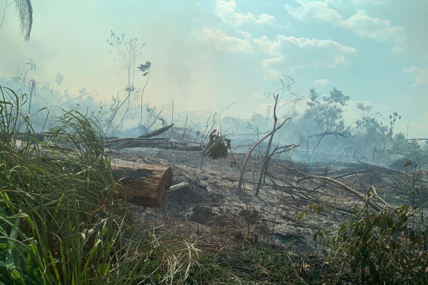 Incendiosydeforestacion