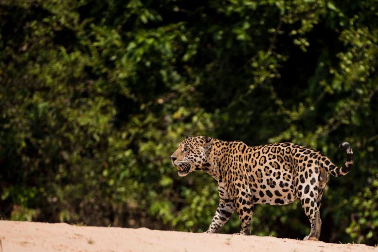 Jaguar - Graham Watkins_1 (002)