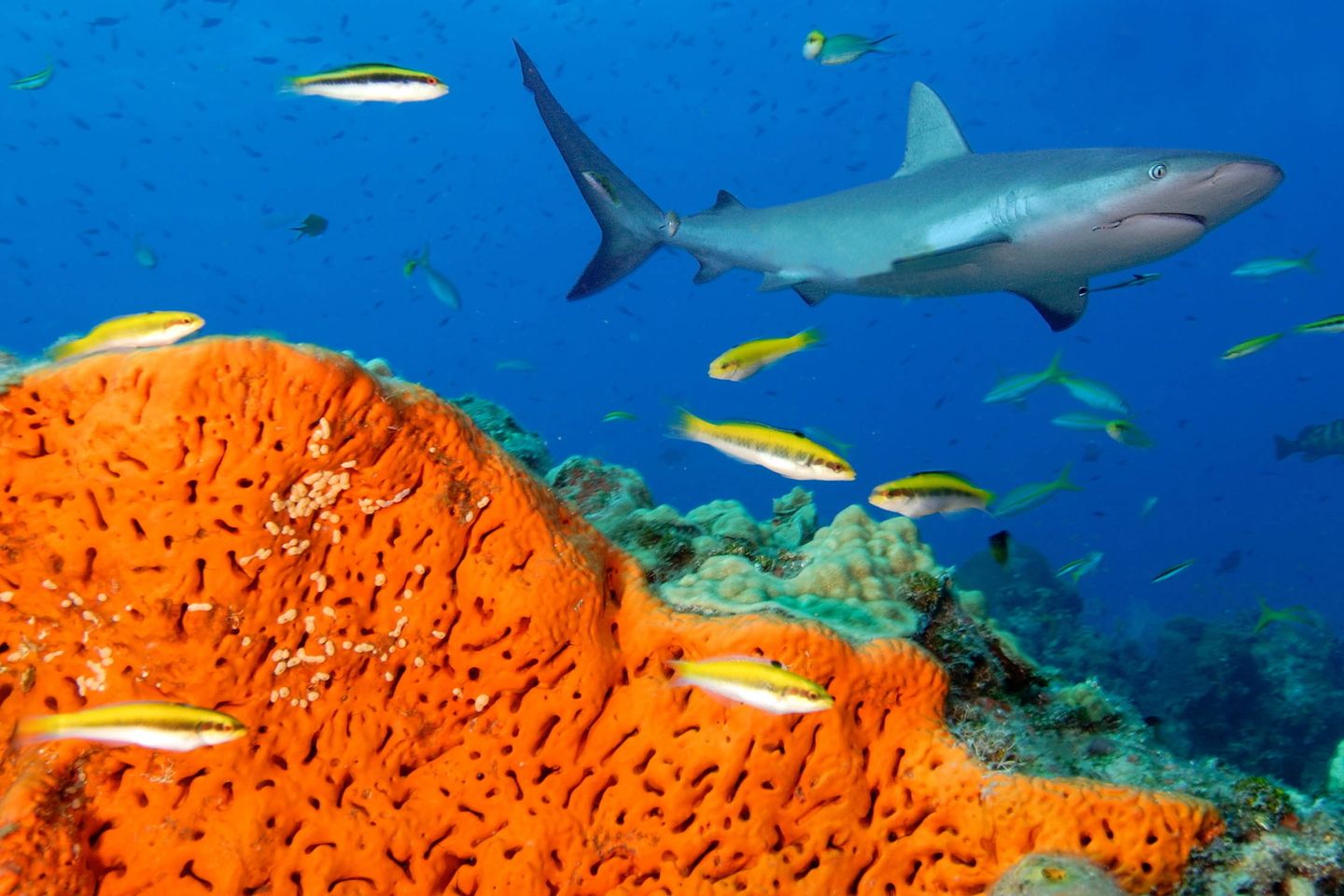 Manu_San_Felix_02365