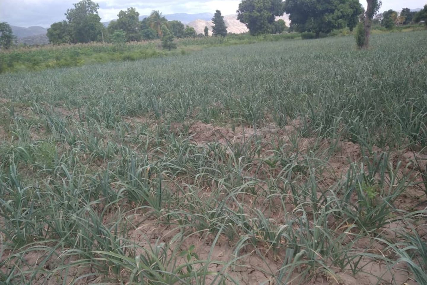 Parcelle de poireaux