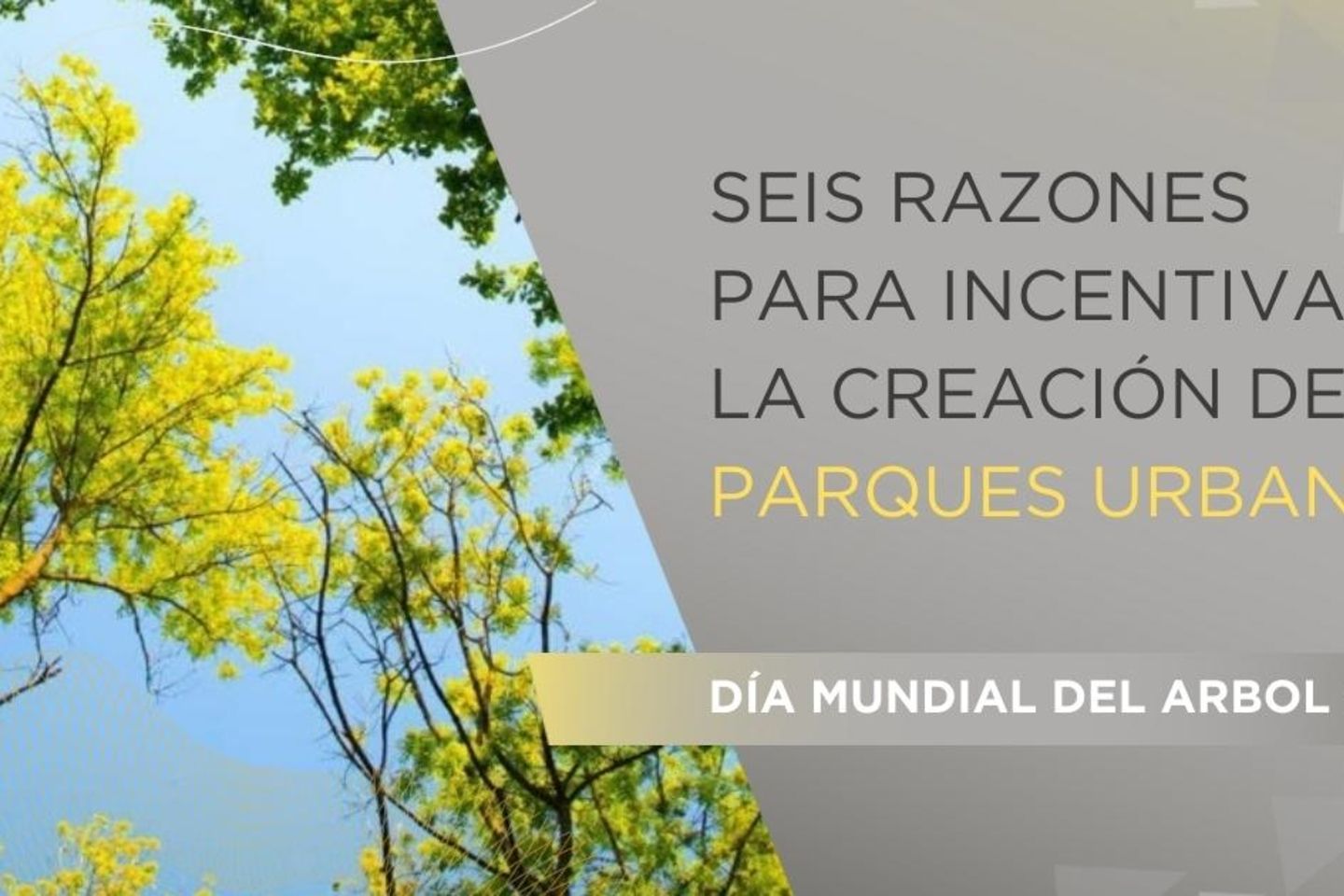 Parques urbanos arbol