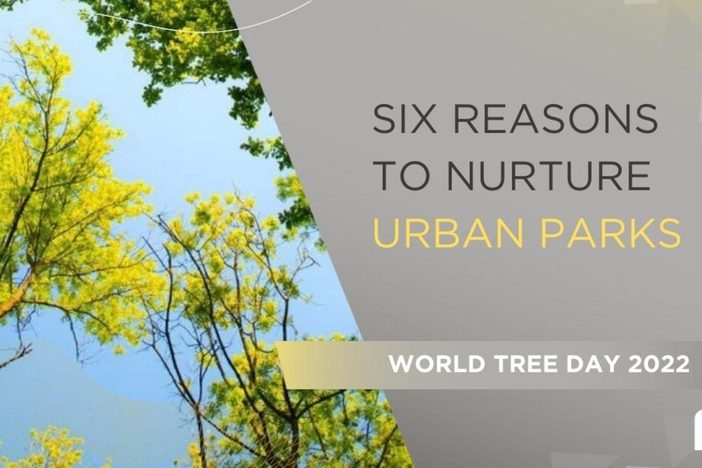 Urban Parks trees