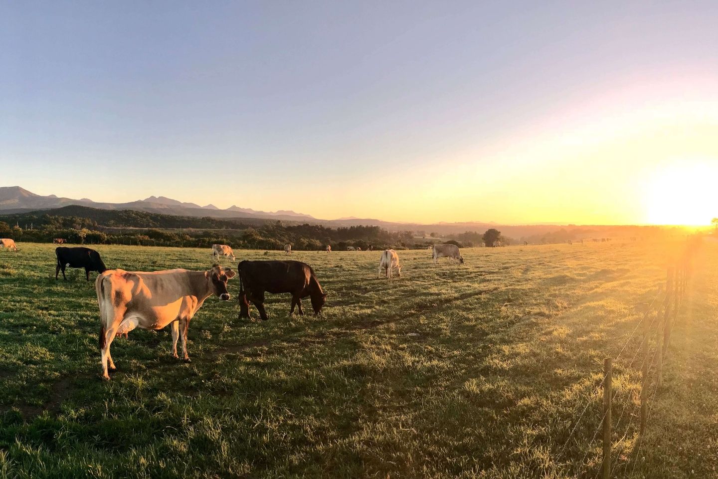 agriculture-blue-sky-bright-787647-2 (1) (1)