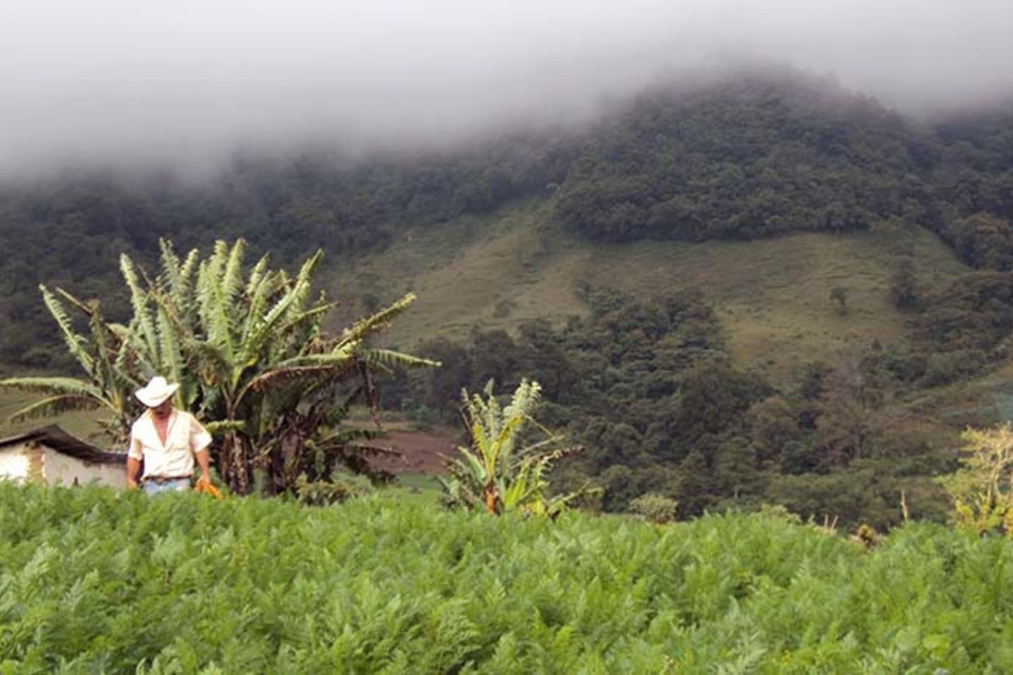 coronavirus informalidad