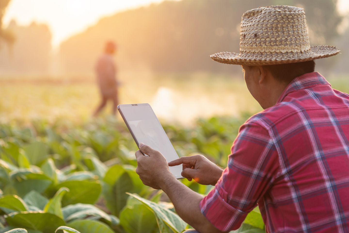 Farmer working in the tobacco field. Man is examining and using digital tablet to management, planning or analyze on tobacco plant after planting. Technology for agriculture Concept