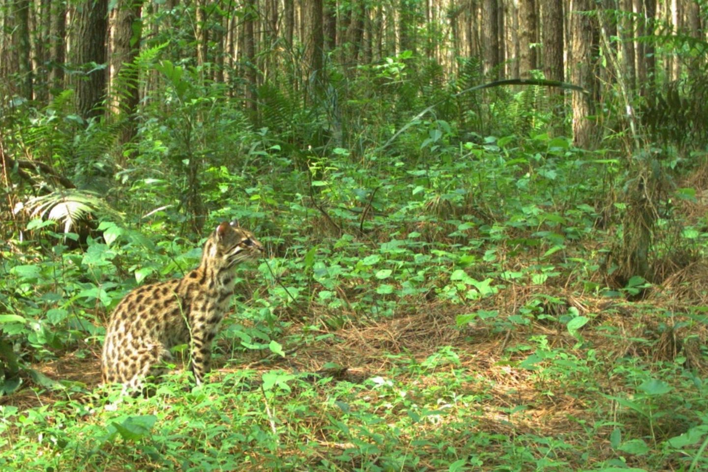 Observatorio de Biodiversidad del Bosque Atlántico
