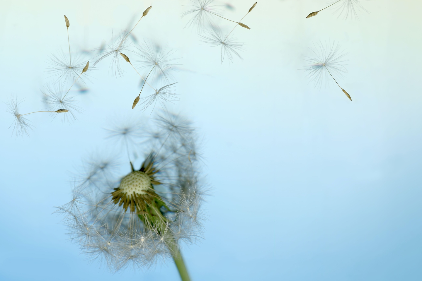 Dandelion Loosing Seeds in the Wind