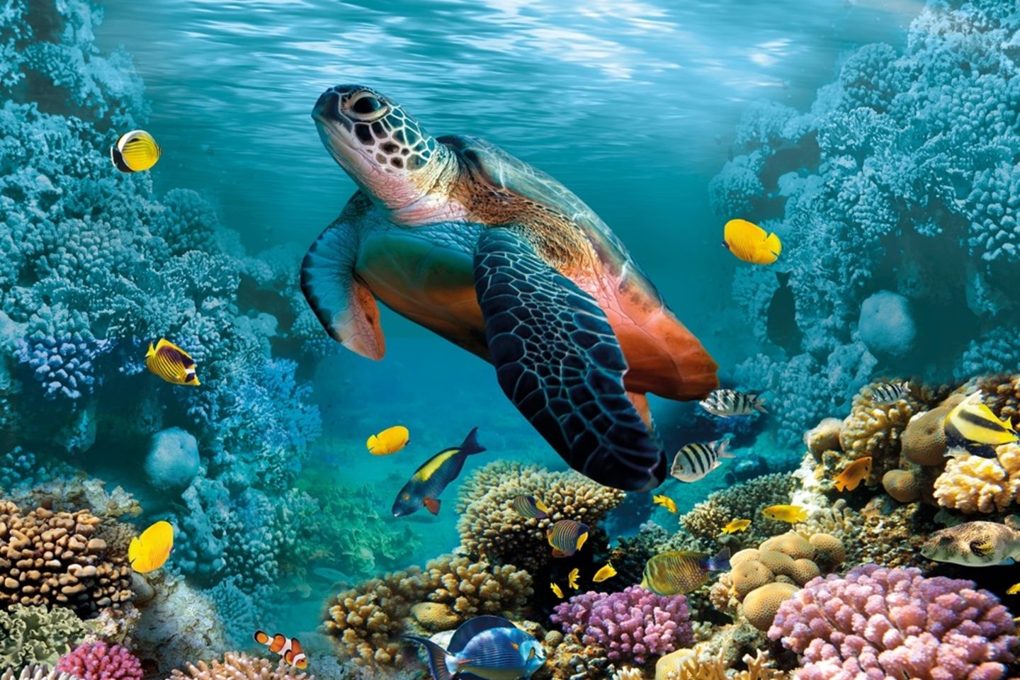 Sea,Coral,Turtle,Underwater,World,Top,View,For,3d,Floors