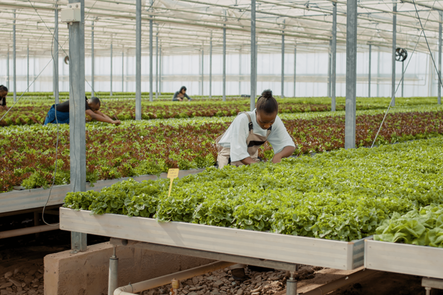 woman-working-hothouse-doing-inspection-looking-unhealthy-seedlings-greenhouse-best-crop-quality-african-american-farmer-taking-care-lettuce-plants-removing-damaged-plants
