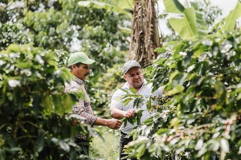 Personas recolectando café. Agricultura y Desarrollo Rural - Banco Interamericano de Desarrollo - BID 