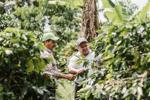 Personas recolectando café. Agricultura y Desarrollo Rural - Banco Interamericano de Desarrollo - BID