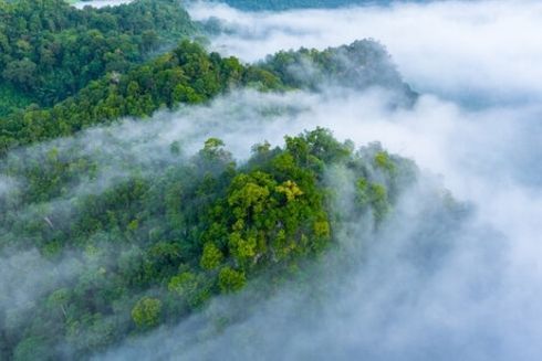 Panorámica de un bosque nuboso. Desarrollo rural - Banco Interamericano de Desarrollo - BID 