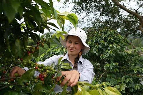 A woman in a hat picking coffee beans from a tree. Sustainable development - Inter-American Development Bank - IDB