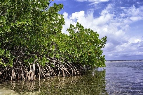 A mangrove tree growing in the beach. Private Sector - Inter-American Development Bank - IDB