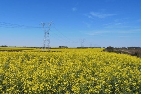 a field of yellow flowers with power lines
