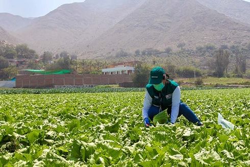 A person picking up lettuce on a field. Integrity - Inter-American Development Bank - IDB