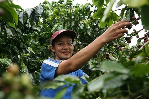 a person picking coffee from a tree Agriculture and Employment - Inter-American Development Bank - IDB