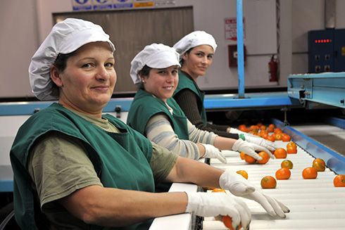 Women in a factory working on tomatoes