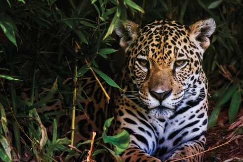 A close up of a Jaguar-Climate Change - Inter-American Development Bank - IDB