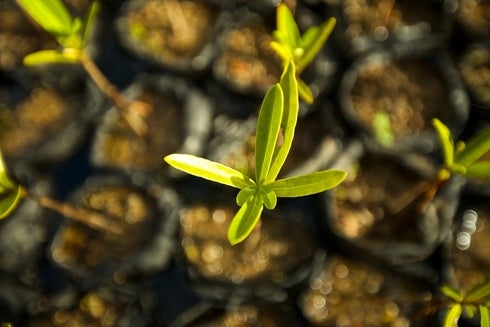 A close up of a plant. Climate change - Inter-American Development Bank - IDB