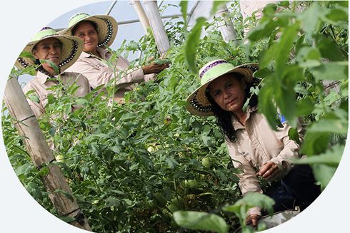 A group of women in a greenhouse - Inter-American Development Bank - IDB