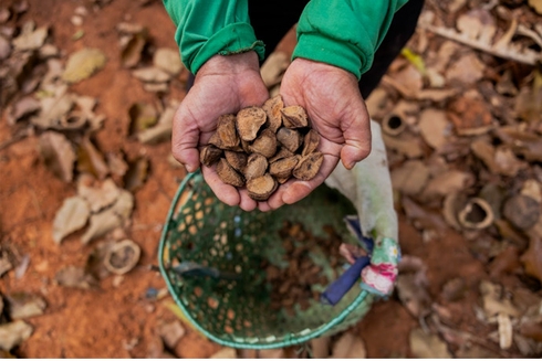 Hands of a person collecting seeds or nuts from a dry field - Inter American Development Bank - Amazonia