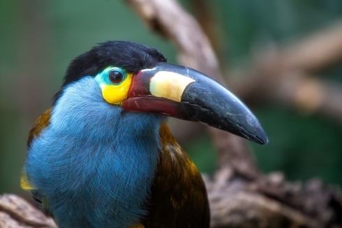 Bird on a tree - Blogs - Inter American Development Bank - IDB